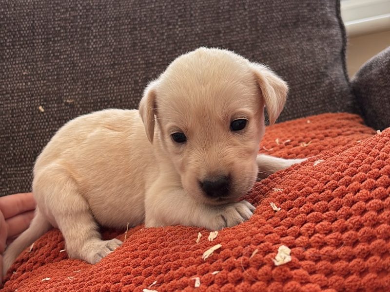 Kc registered working Labrador puppies