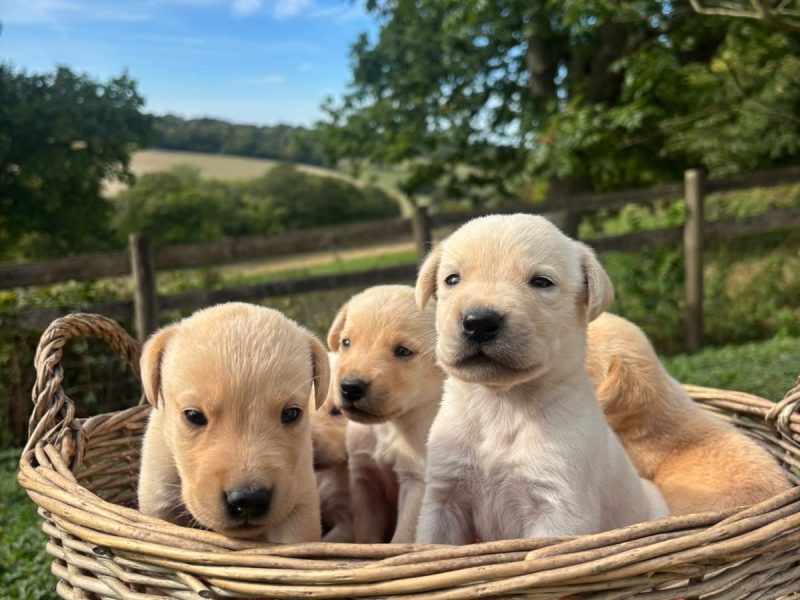 Kc registered working Labrador puppies