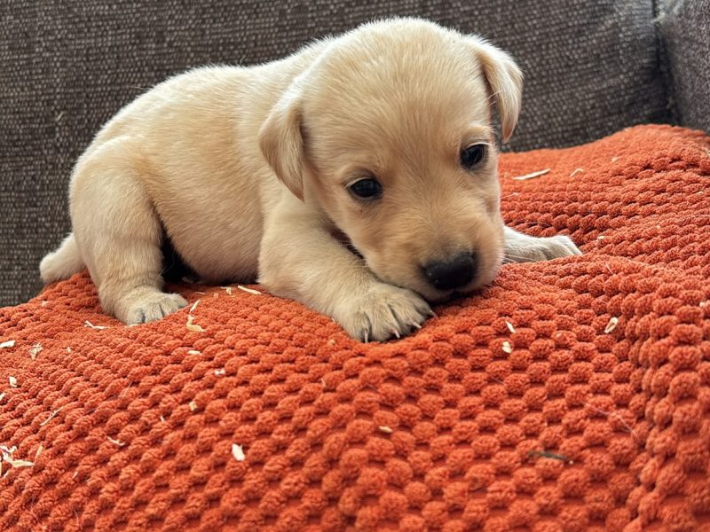 Kc registered working Labrador puppies