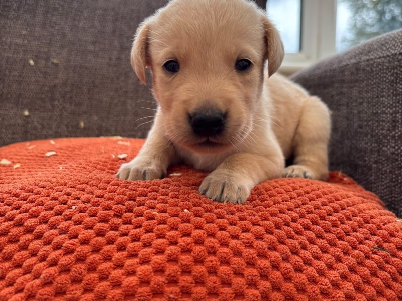 Kc registered working Labrador puppies