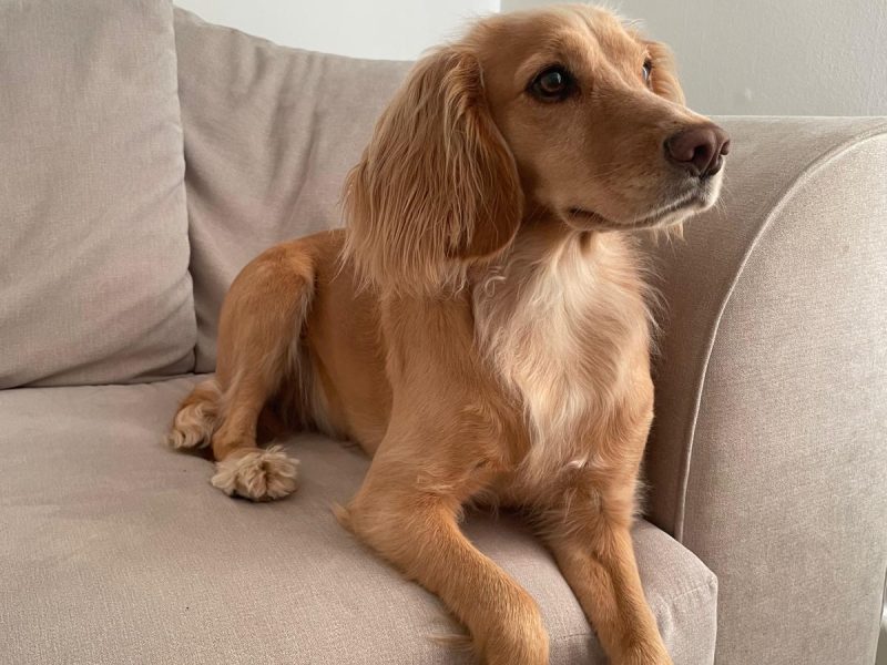 KC registered working cocker spaniel puppies - due 27th November.