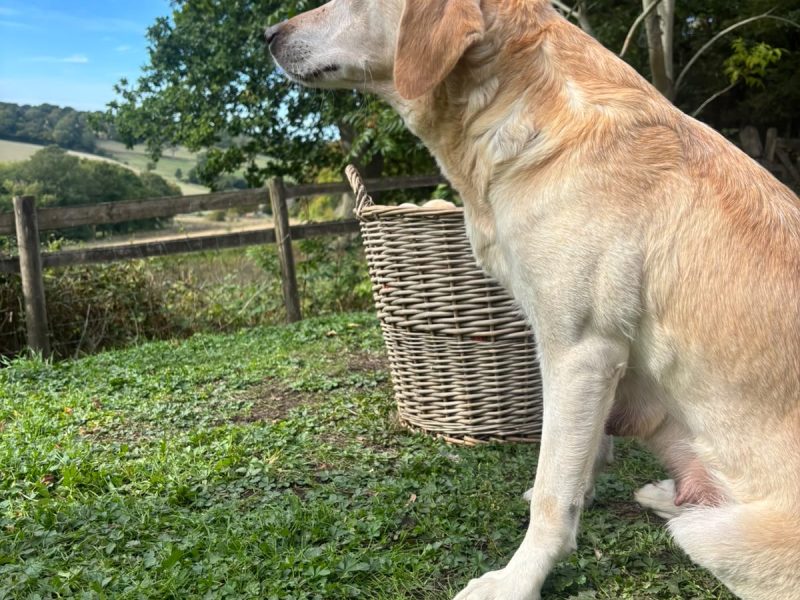 Kc registered working Labrador puppies