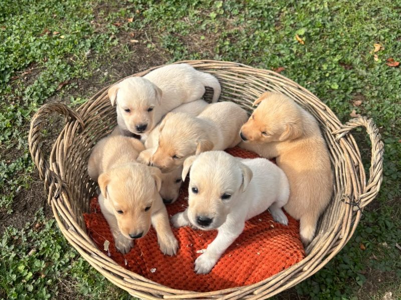 Kc registered working Labrador puppies