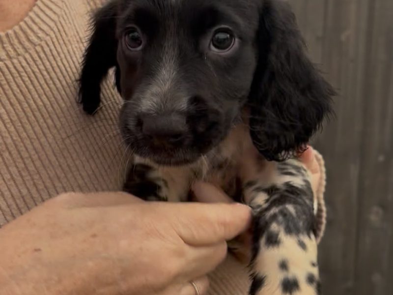 Stunning 3/4 Springer, Sprocker Pups - Ready Now