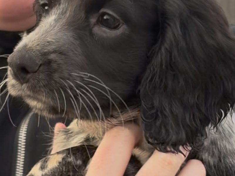 Stunning 3/4 Springer, Sprocker Pups - Ready Now