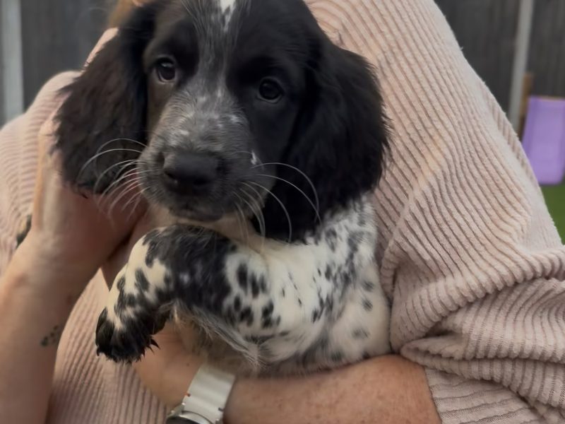Stunning 3/4 Springer, Sprocker Pups - Ready Now