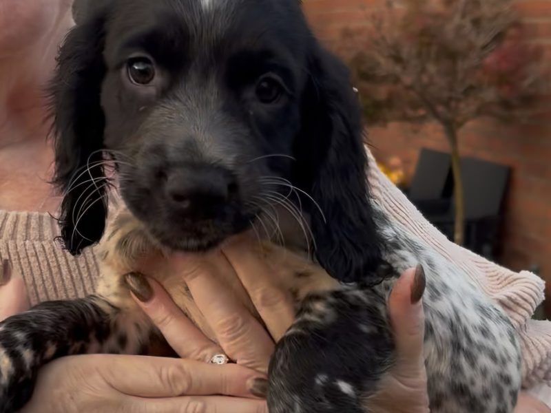 Stunning 3/4 Springer, Sprocker Pups - Ready Now