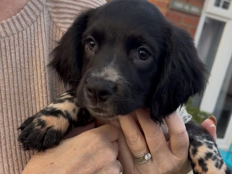 Stunning 3/4 Springer, Sprocker Pups - Ready Now