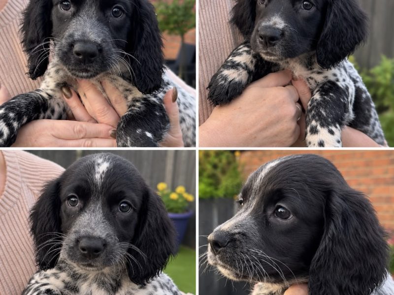 Stunning 3/4 Springer, Sprocker Pups - Ready Now
