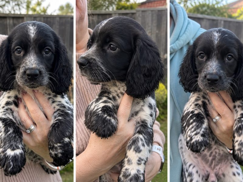 Stunning 3/4 Springer, Sprocker Pups - Ready Now