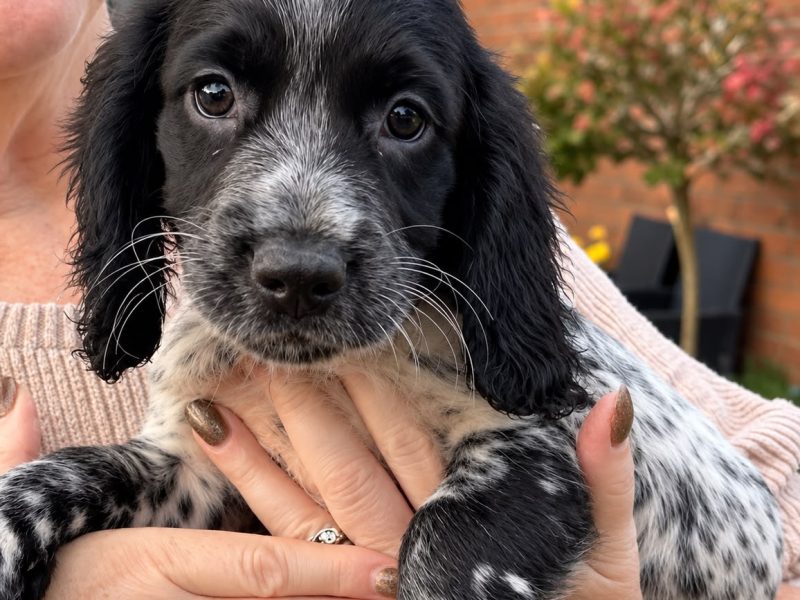 Stunning 3/4 Springer, Sprocker Pups - Ready Now