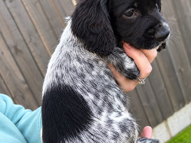 Stunning 3/4 Springer, Sprocker Pups - Ready Now