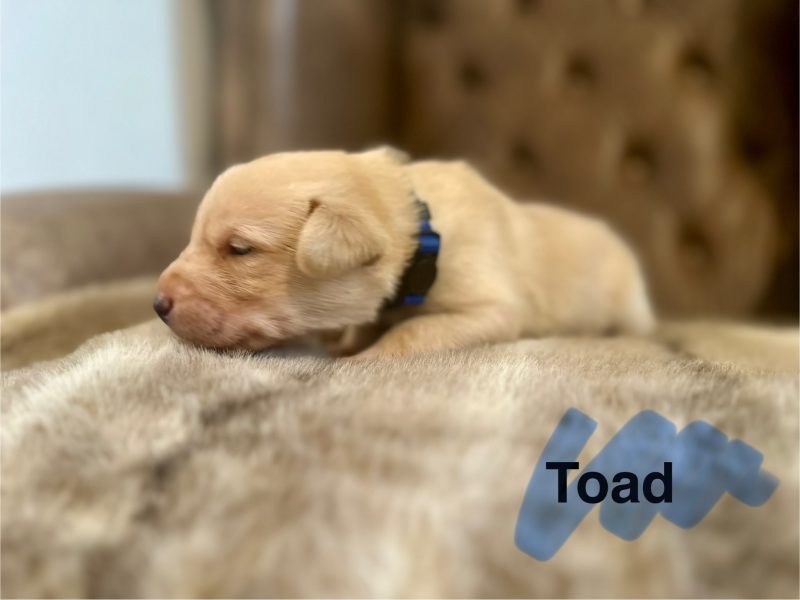 Prestigious FTCH 🏆 KC Lab pups (fully health tested)