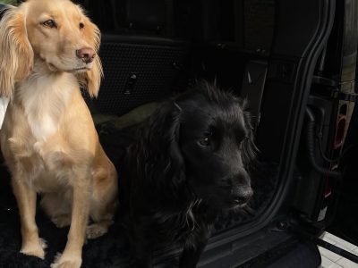 KC registered working cocker spaniel puppies - due 27th November.