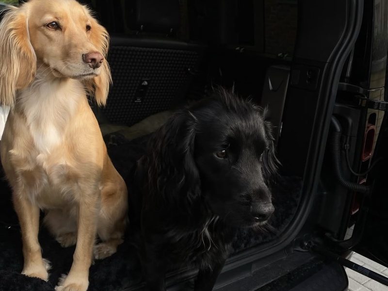 KC registered working cocker spaniel puppies - due 27th November.