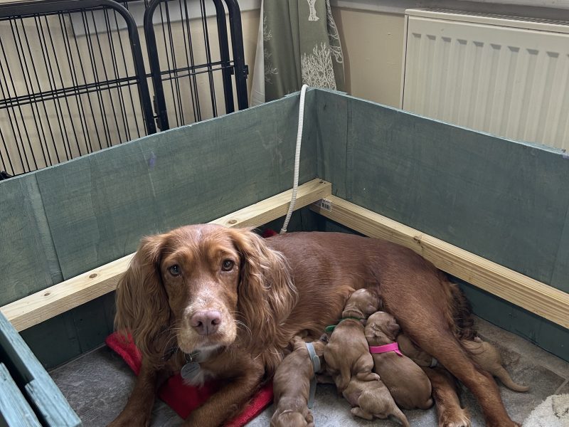 Cocker Spaniels