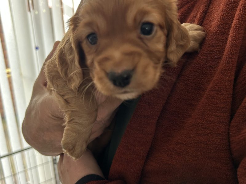 Cocker Spaniels