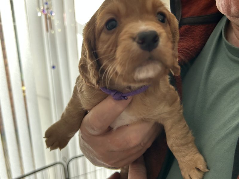 Cocker Spaniels