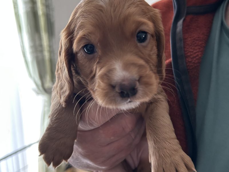Cocker Spaniels
