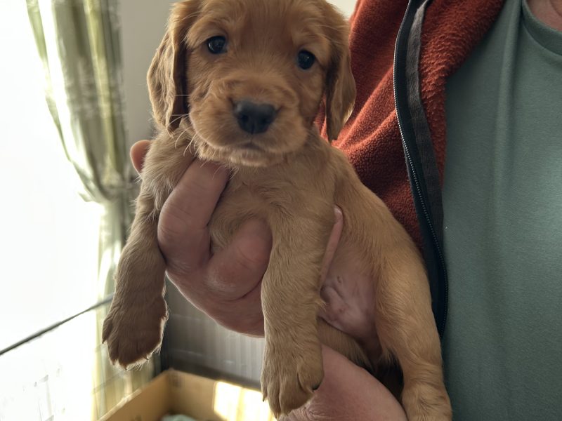 Cocker Spaniels