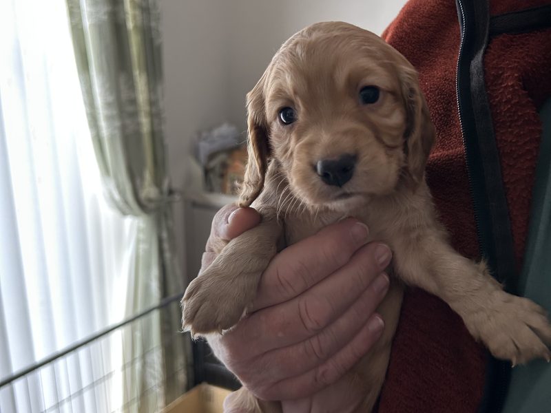 Cocker Spaniels
