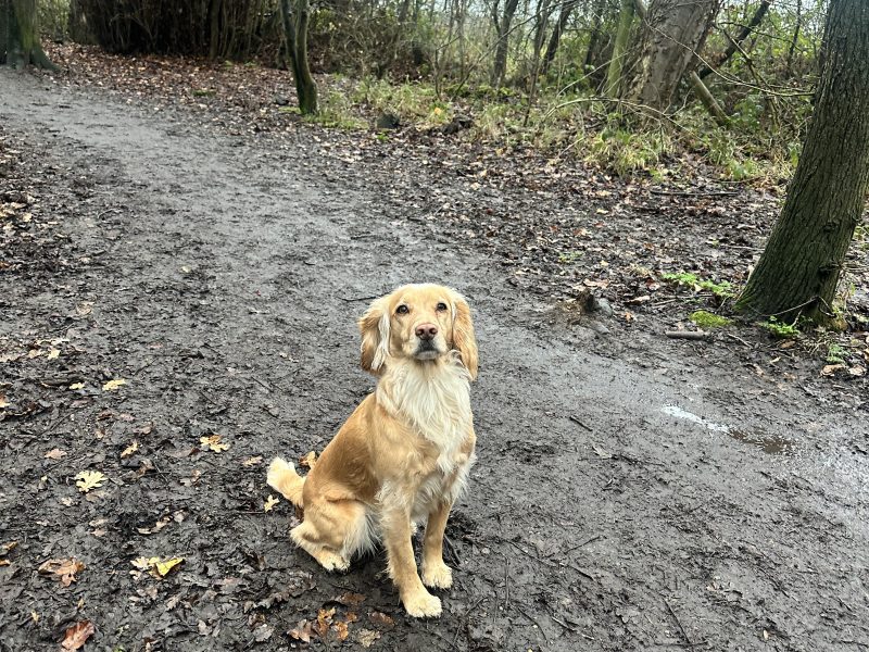 KC registered working cocker spaniel puppies - due 27th November.