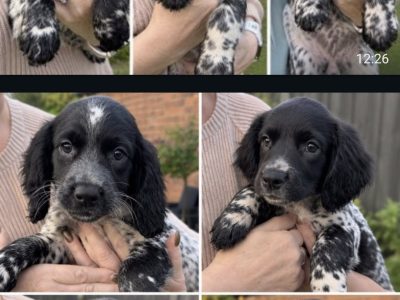 Stunning 3/4 Springer, Sprocker Pups - Ready Now