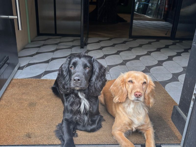 KC registered working cocker spaniel puppies - due 27th November.