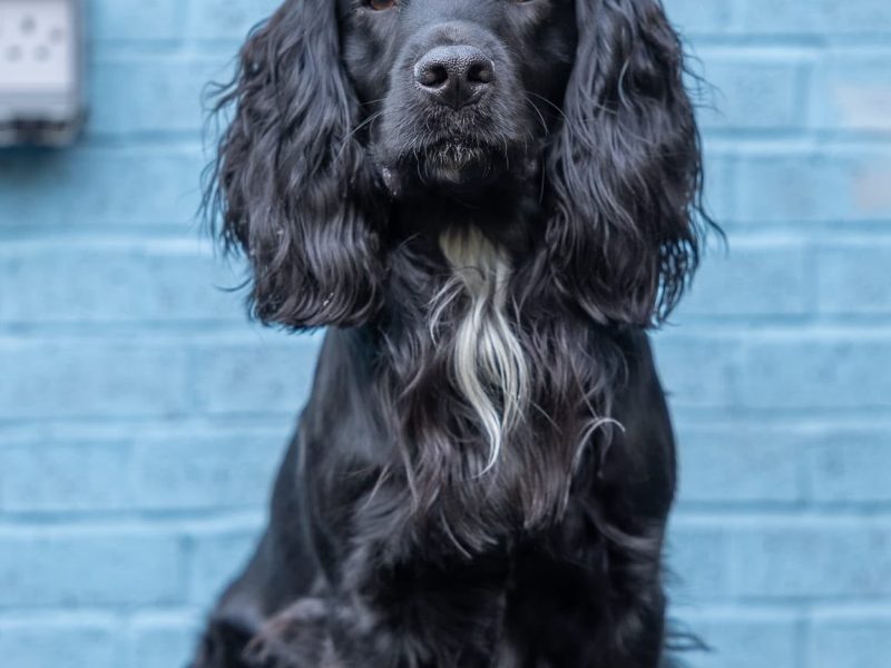 KC registered working cocker spaniel puppies - due 27th November.