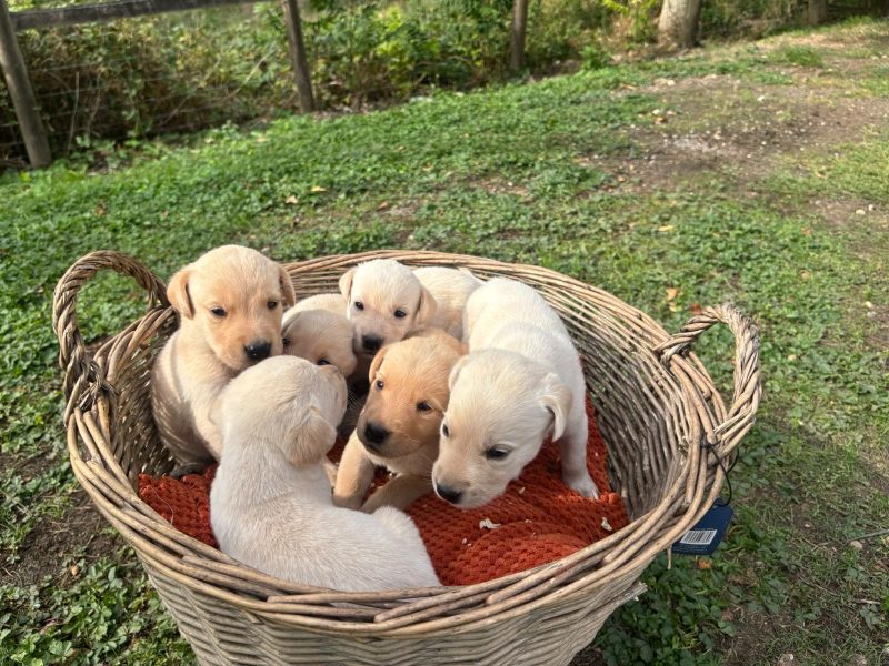 Kc registered working Labrador puppies