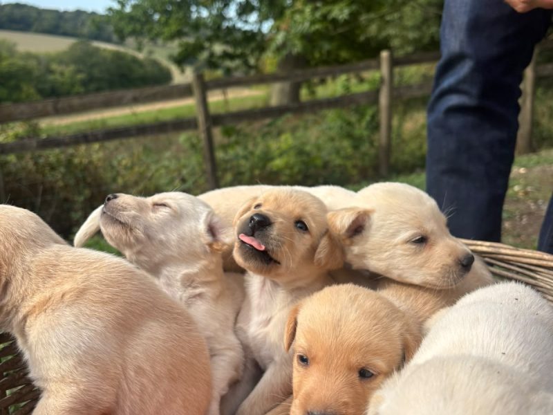 Kc registered working Labrador puppies