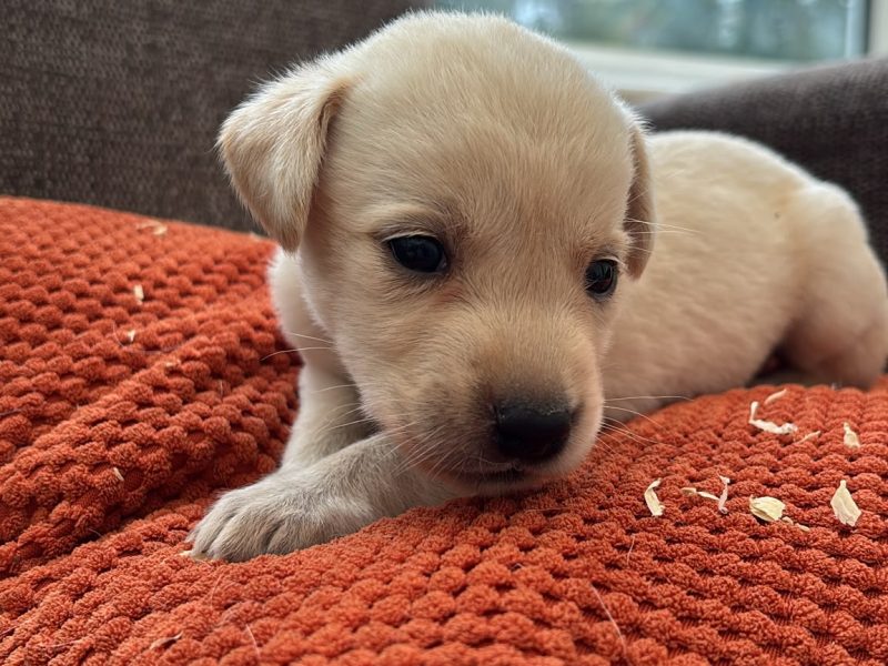 Kc registered working Labrador puppies